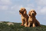 BASSET FAUVE DE BRETAGNE 003